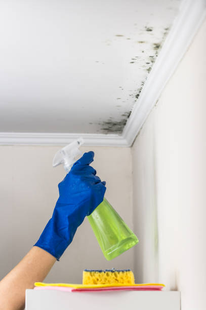 Best Attic Mold Removal  in Pepeekeo, HI